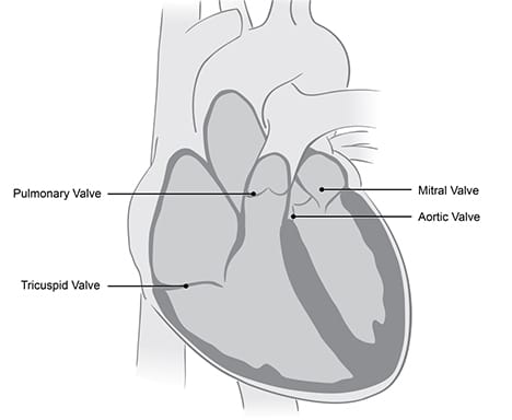 Diagram of heart showing all four valves