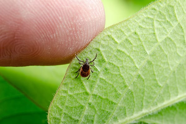 A small tick on a leaf near a human finger